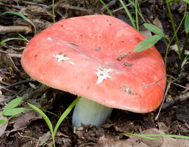 Photo of emetic russula mushroom with red cap and whitish stalk