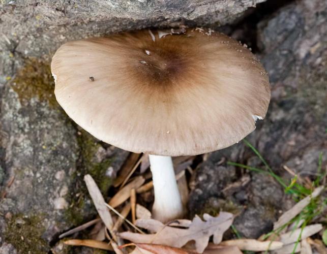 Photo of a fawn mushroom, which is a brownish gray, gilled, capped mushroom