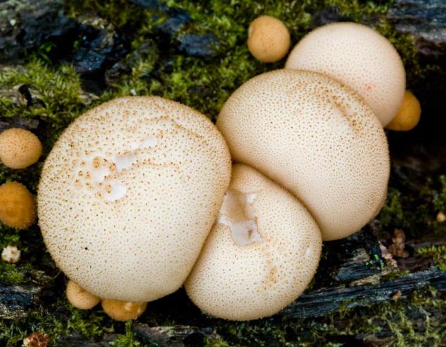 Photo of a cluster of pear-shaped puffballs, tan ball mushrooms