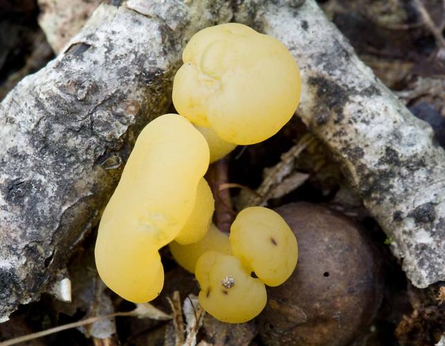 Photo of cluster of jelly baby mushrooms, pale yellow gelatinous fungus