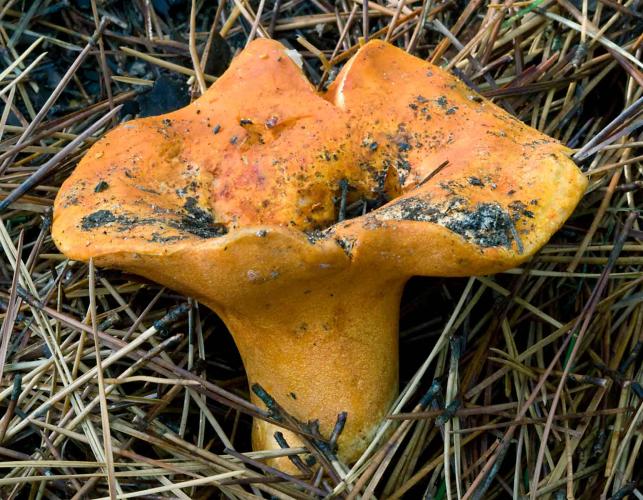 Photo of lobster mushroom, which is orange-yellow and finely bumpy