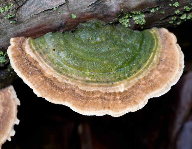 Photo of multicolor gill polypore bracket fungus growing on wood