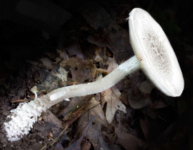 Photo of onusta amanita mushroom showing base, stalk, and cap
