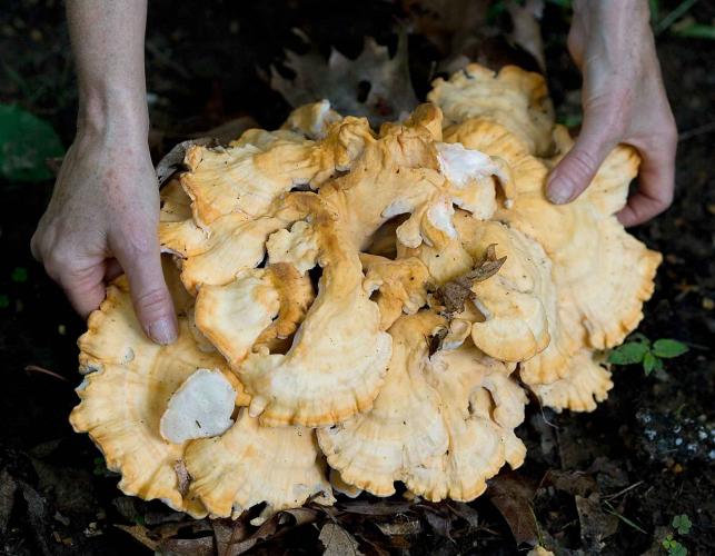 Photo of pale chicken of the woods bracket fungus held by two hands