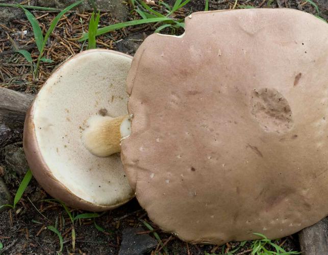 Photo of two pallid boletes, tan mushrooms, one upturned to show pores under cap