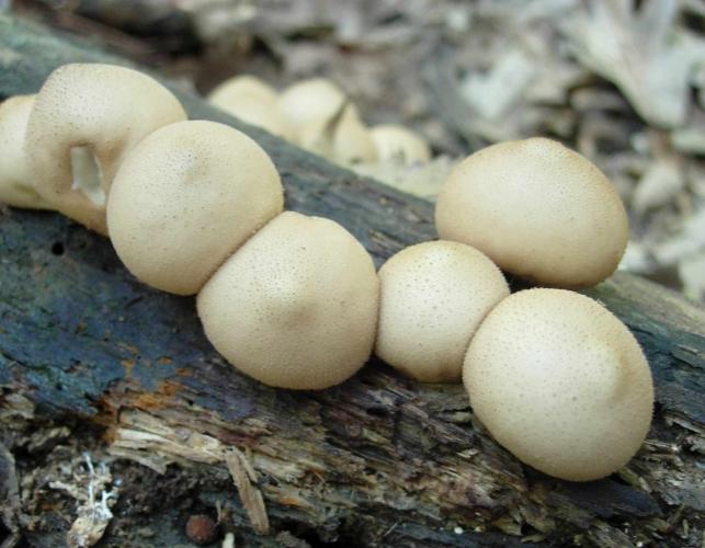 Photo of pear-shaped puffball mushrooms growing on a piece of wood