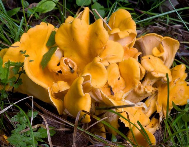 Photo of cluster of smooth chanterelles, yellow and white mushrooms
