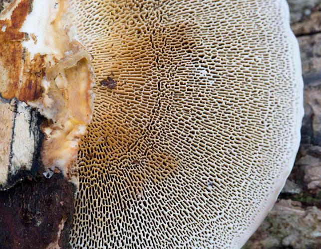 Photo of thin-maze flat polypore bracket fungus showing pore pattern beneath