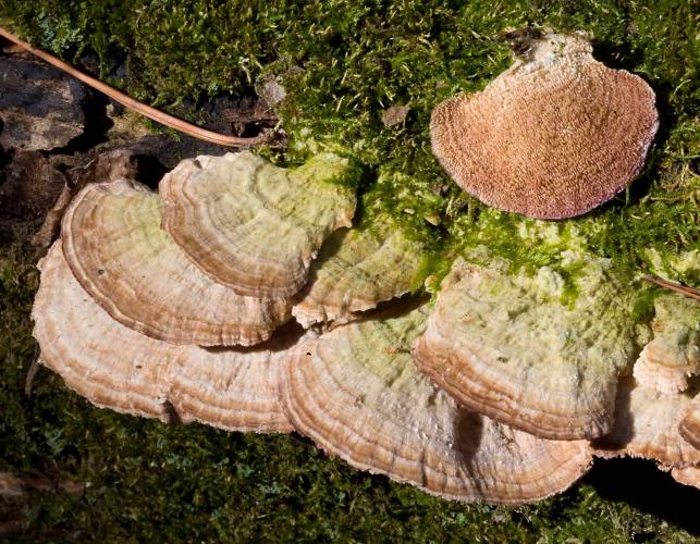 Photo of several violet toothed polypore bracket fungi growing from log