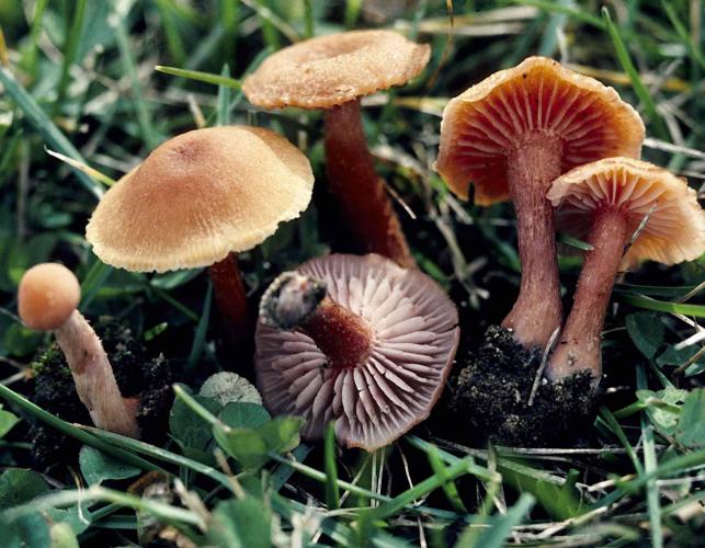 Photo of cluster of common laccaria, small brownish pink mushrooms, in grass