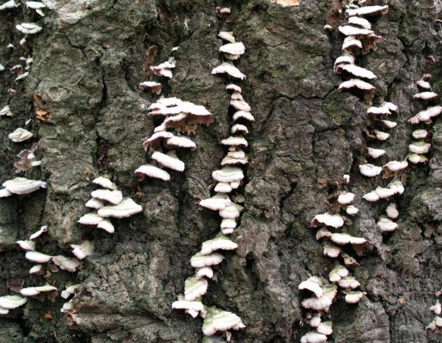 Photo of colony of common split gills, white bracket fungi, on bark of dead tree