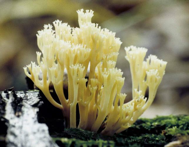 Closeup photo of crown-tipped coral, a whitish, branching mushroom, on a log