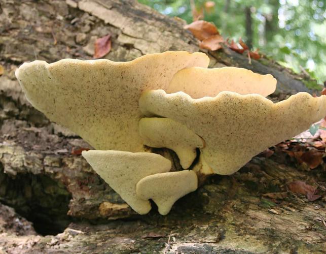 Photo of pale yellow pore surface under several dryad's saddle bracket fungi