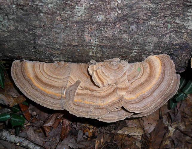 Photo of multicolor gill polypore, a colorfully zoned bracket fungus on a log