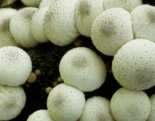 Photo of several young pear-shaped puffballs, whitish ball-shaped mushrooms