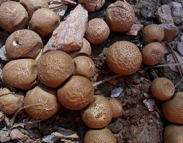 Photo of cluster of several pear-shaped puffballs, older specimens.