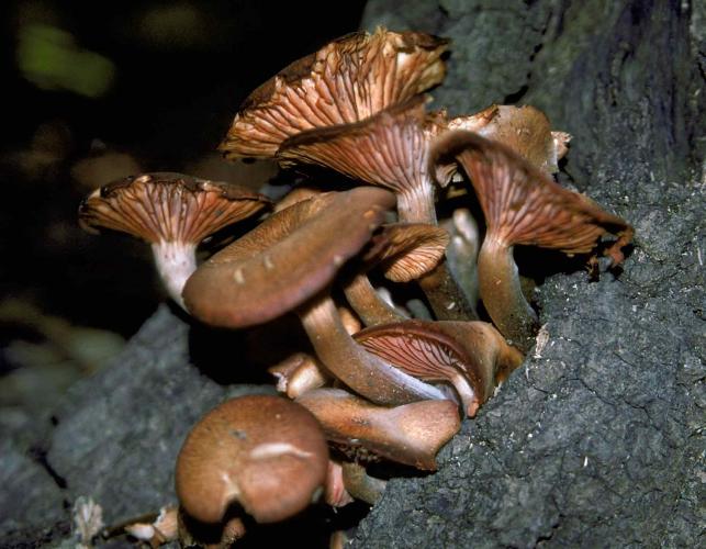 Photo of cluster of ringless honey mushrooms, brown mushrooms at base of tree