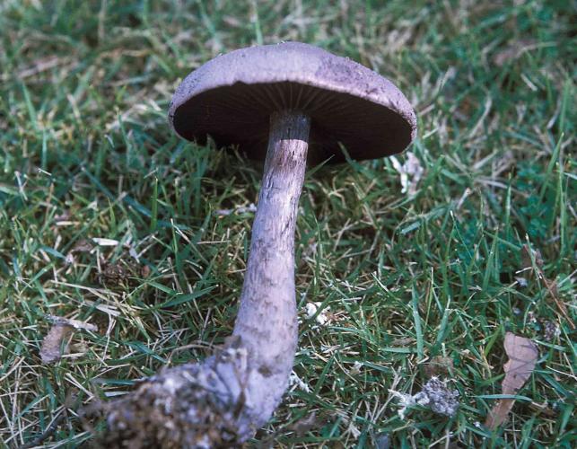 Photo of silvery-violet cort, a gray, gilled mushroom, dug up and lying on grass