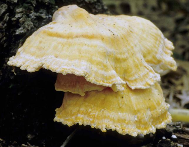 Photo of sulfur-colored chicken of the woods bracket fungus that is yellow