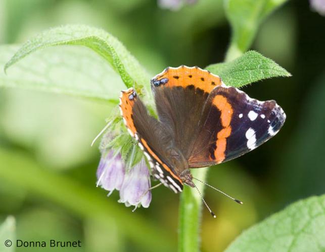 Photo of a red admiral butterfly, wings spread.