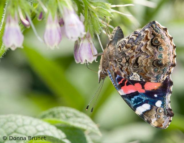 Photo of a red admiral butterfly, wings folded.