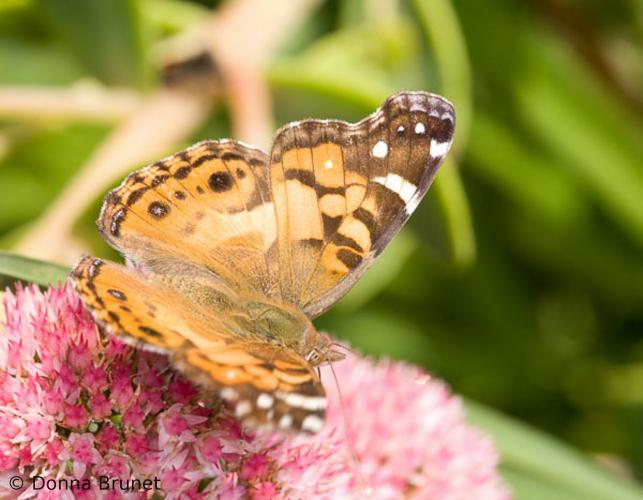 Photo of an American lady butterfly, wings spread