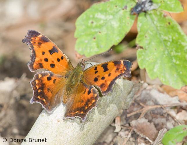 Photo of an eastern comma, wings spread