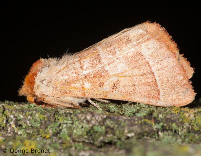 image of a Prominent Moth