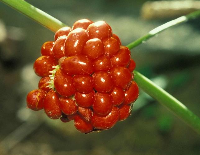 Photo of red American ginseng berry cluster