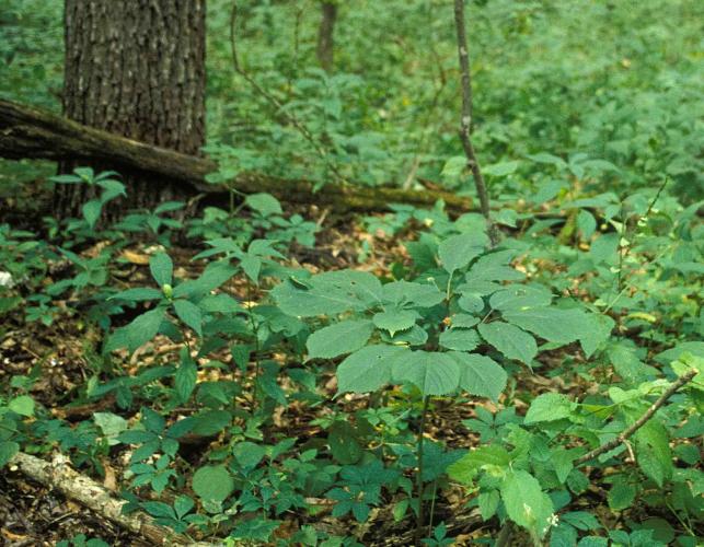 Photo of American ginseng plant on forest floor