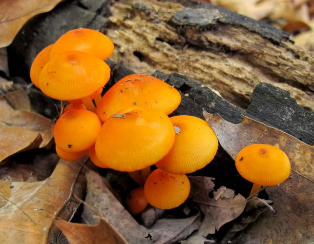 Photo of orange mycena cluster, small, orange, gilled mushrooms