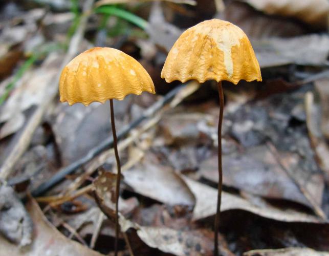 Photo of orange pinwheel marasmius, tiny, orange, pleated, gilled mushroom