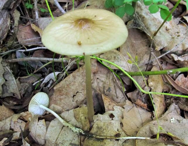 Photo of rooted collybia, tan, thin-stalked gilled mushroom