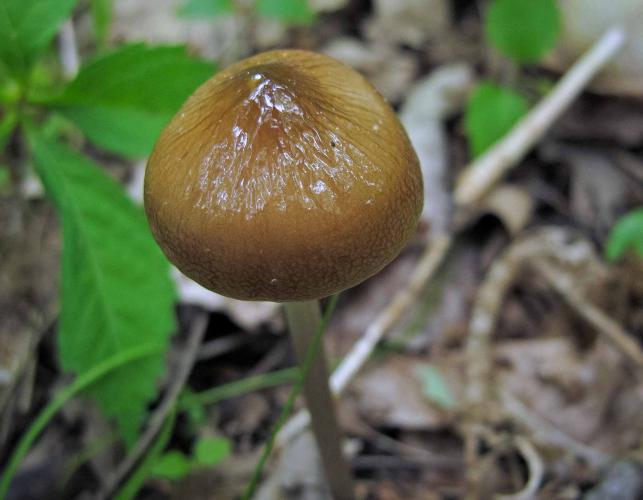 Photo of rooting collybia mushroom, young specimen with dark bell-shaped cap
