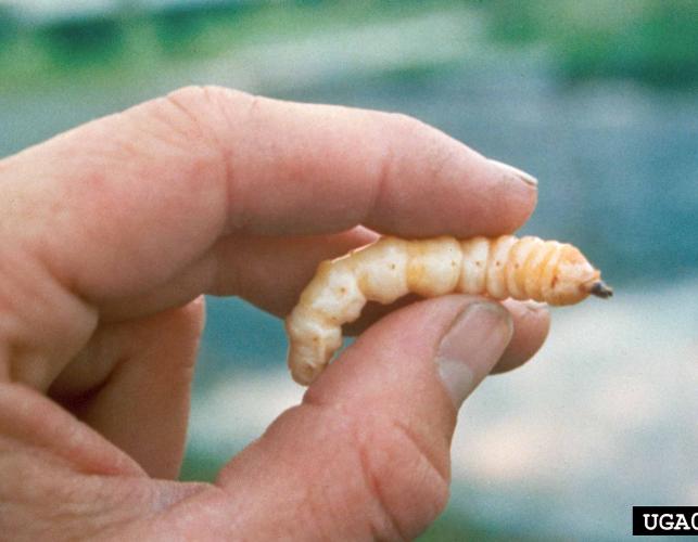 Asian longhorned beetle larva, held in someone's fingers