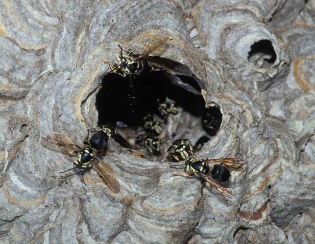 Photo of opening to bald-faced hornet nest