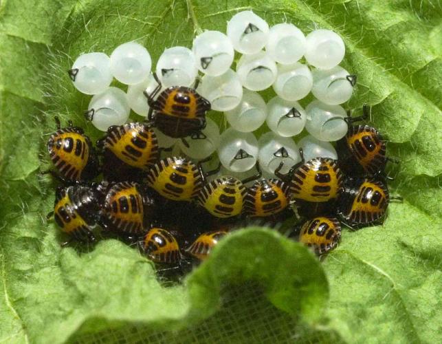 Eggs and nymphs of brown marmorated stink bug