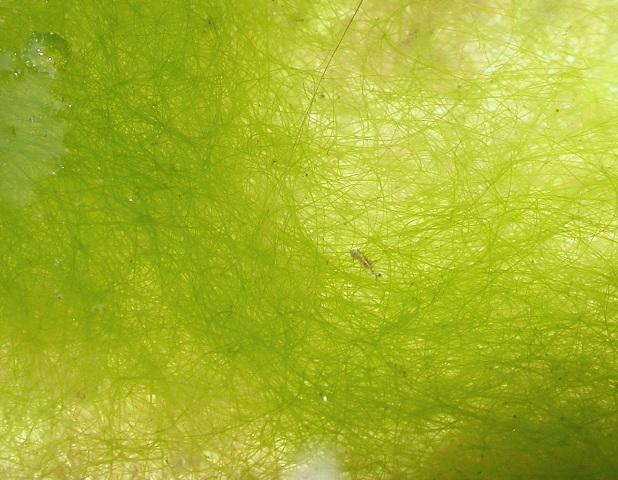 Photo of filamentous green algae closeup showing hairlike strands