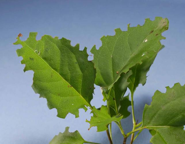 Photo of lilac leaves damaged by a leafcutter bee