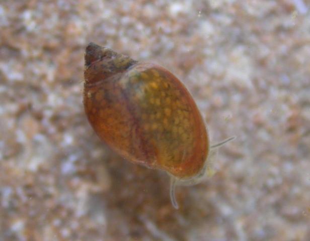 Photo of pulmonate snail crawling on rock