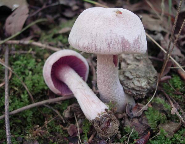 Photo of purple-gilled laccaria, mushrooms with purplish gills