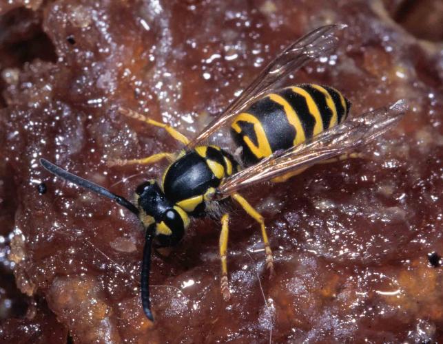 Yellowjacket Identification - San Mateo County Mosquito and Vector Control  District