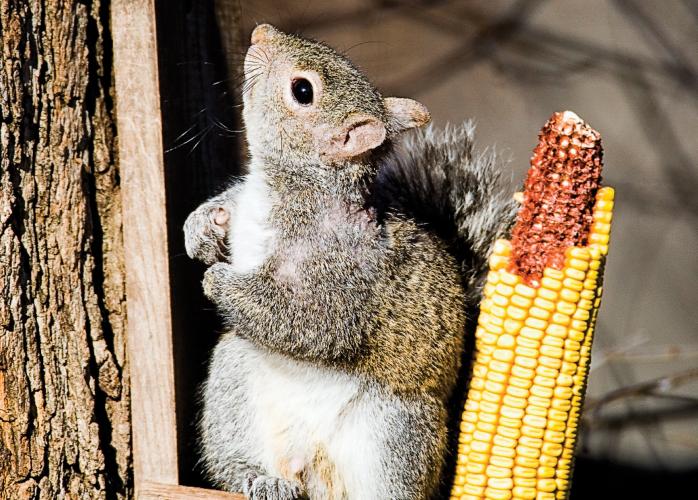 A squirrel sitting on a squirrel feeder