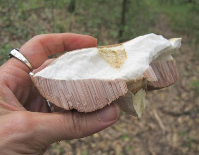 Photo of broken bolete mushroom cap, being held to show pores