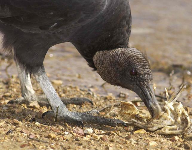 Closeup photo of a black vulture's head as it picks at food on the ground