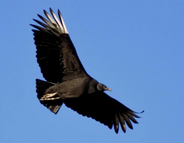 Photo of black vulture soaring