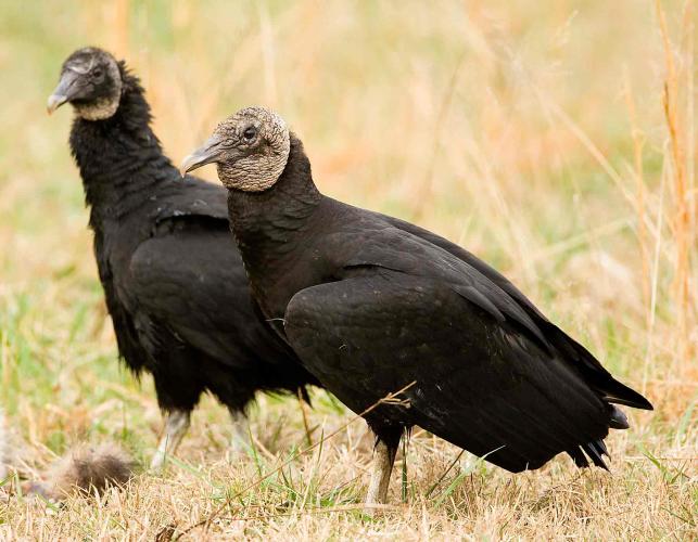 Photo of two black vultures standing on the ground