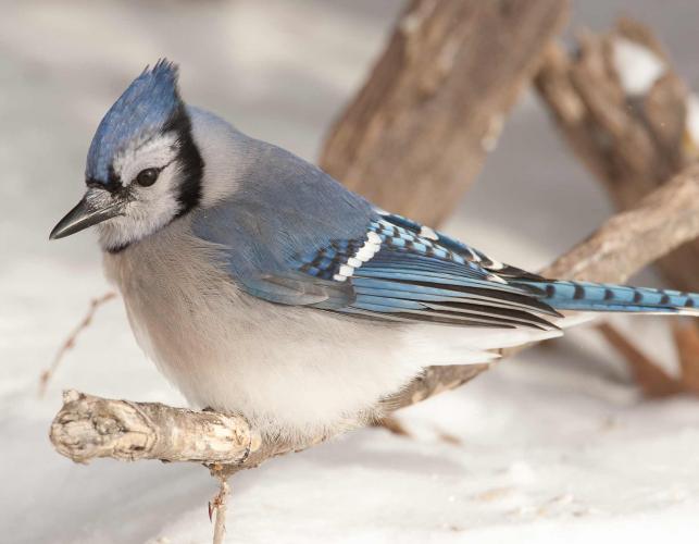 Photo of a blue jay on snow