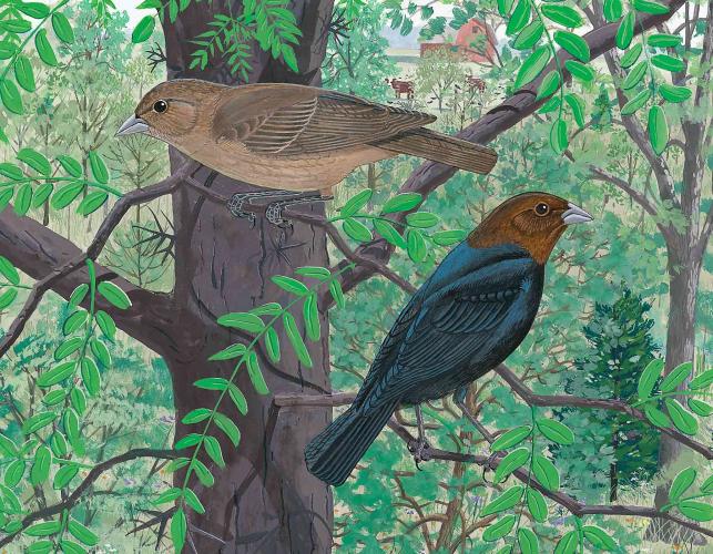 Painting of male and female brown-headed cowbird