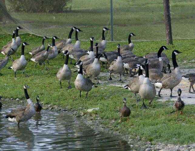 Photo of Canada geese crowding on grassy area